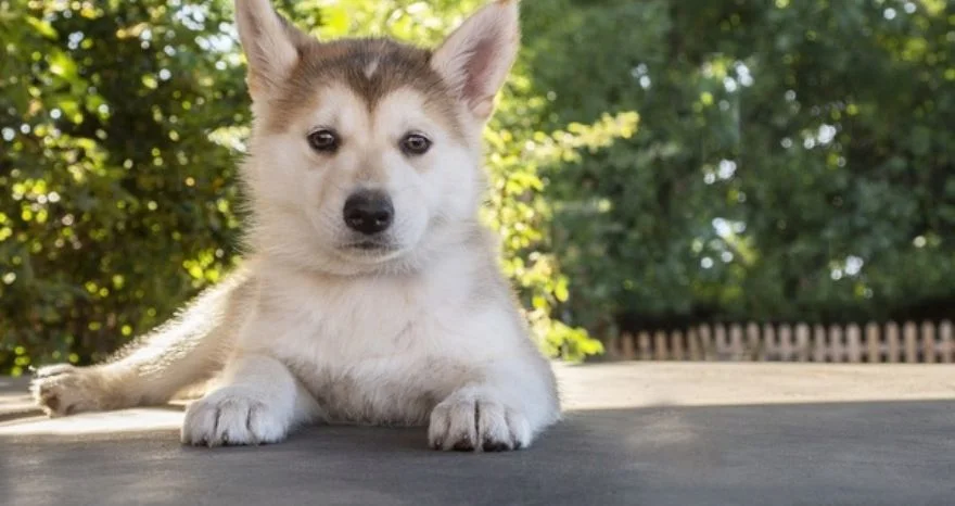 5 Healthy Ways to Ensure a Sound Growing Period of Your Husky
