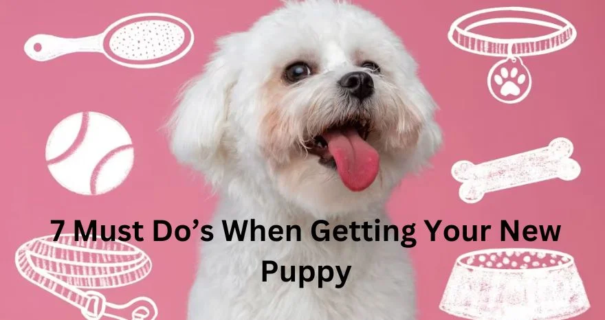 7 Must Do’s When Getting Your New Puppy