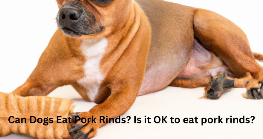 Can Dogs Eat Pork Rinds? Is it OK to eat pork rinds?