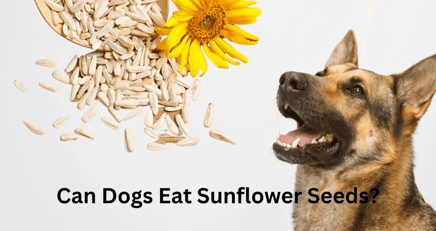 Can Dogs Eat Sunflower Seeds (Side Effects, Benefits)