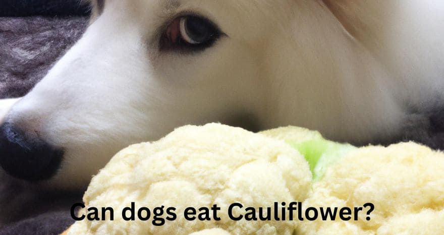 Can dogs eat Cauliflower