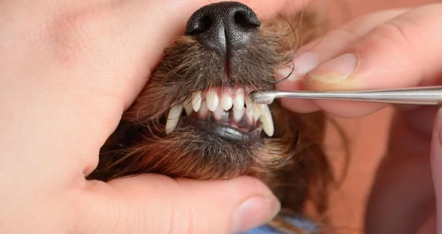 Clean your canine’s teeth