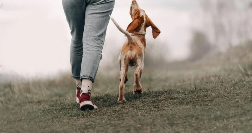 Dogs Remain Very Curious about What You are Doing