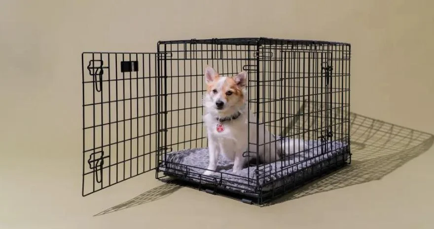 How Long Can A Dog Stay in A Crate