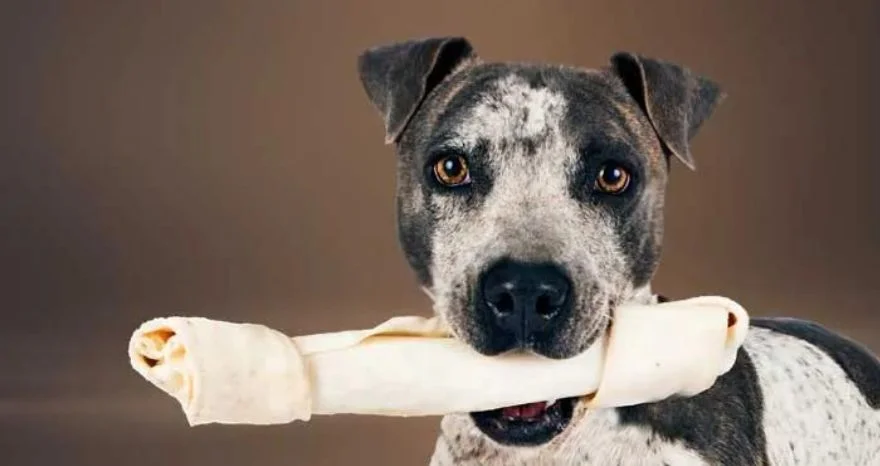 How Long Does Rawhide Take to Digest in Dog