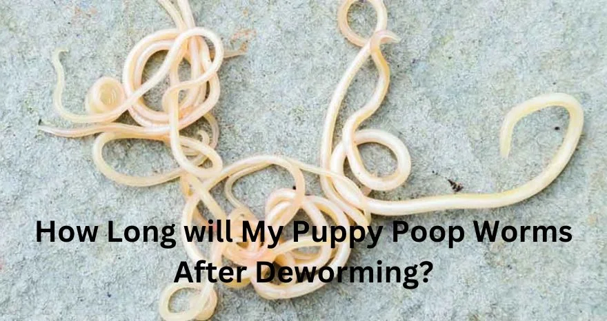 How Long will My Puppy Poop Worms After Deworming