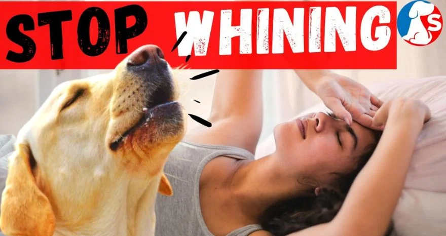 How To Stop Dog Whining At Night
