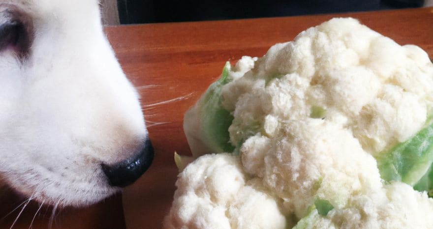 How can you prepare cauliflower to feed your dog