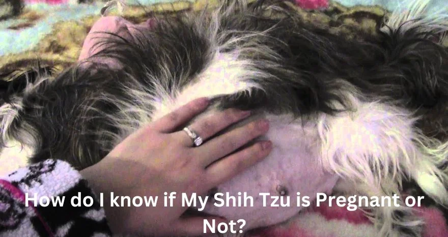 How do I know if My Shih Tzu is Pregnant or Not