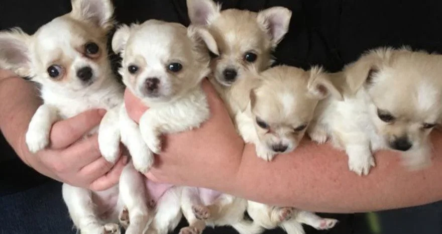 How many Puppies do Chihuahuas have in a Litter