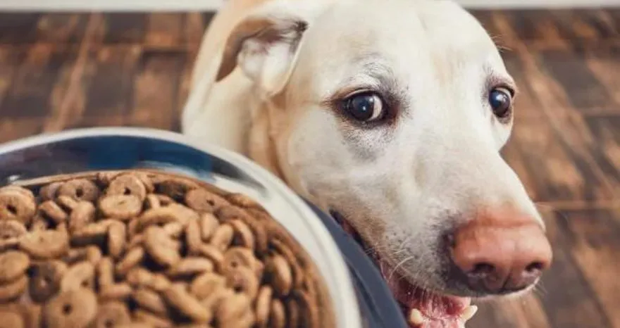 How much food can a puppy eat at once