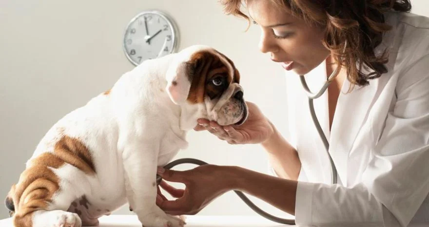 How often should you Take your Dog to the Vet for a Checkup