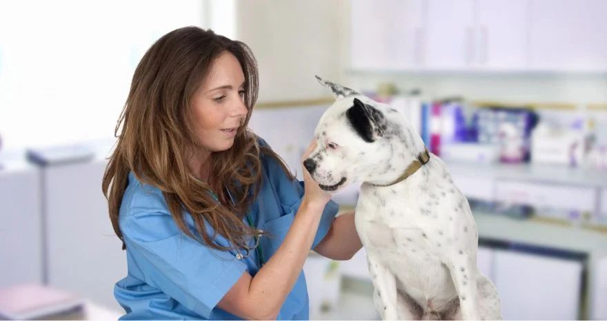 How should you prepare for the visit to the vet