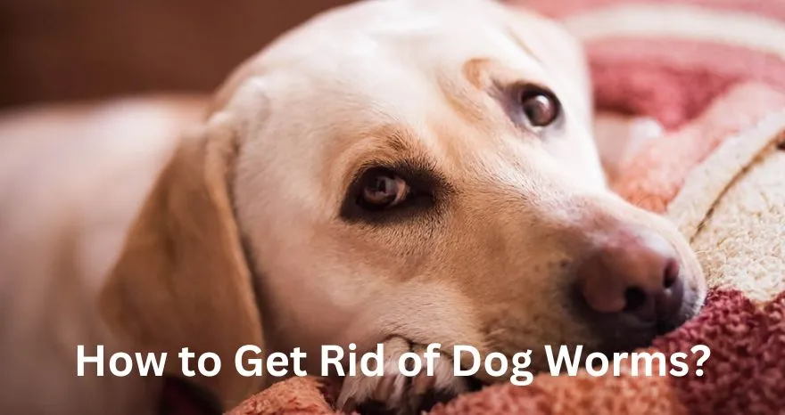 How to Get Rid of Dog Worms