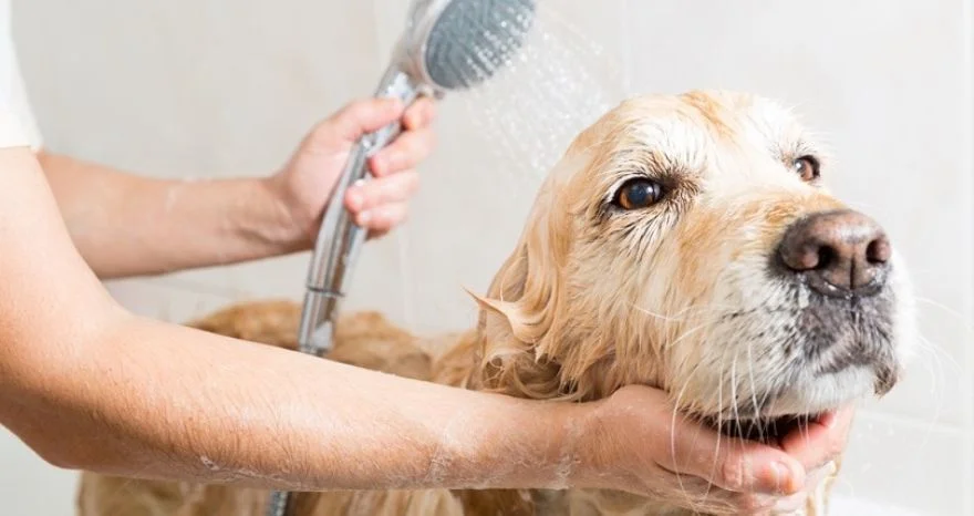 How to make your dog smell good after a bath