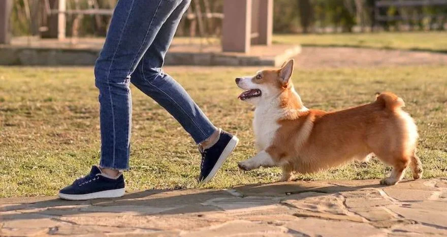 Huge Changes in Daily Routine Made Dog Following Me Everywhere
