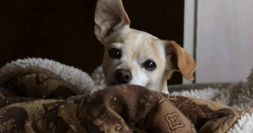 Is it Normal for a Chihuahua to only have One Puppy in a Litter