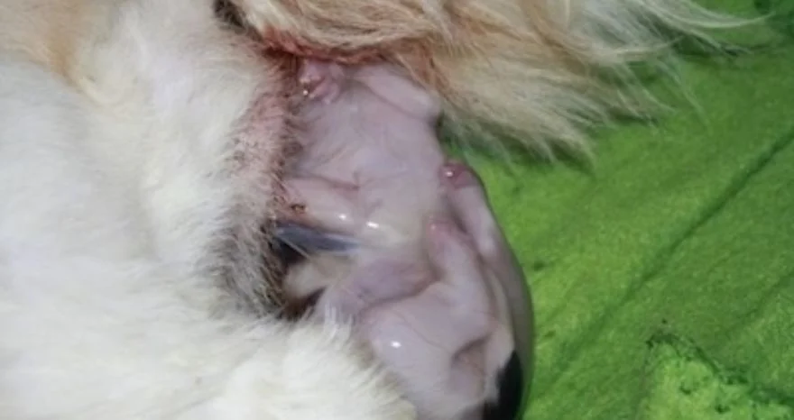 Shih Tzu is giving birth