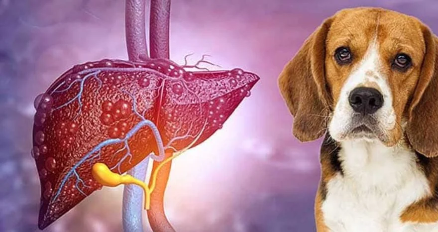 Stage of Liver Disease in Dogs