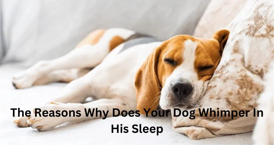 The Reasons Why Does Your Dog Whimper In His Sleep