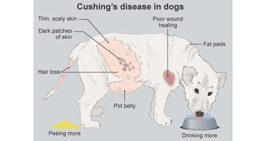 What is Cushing’s Disease in Dogs