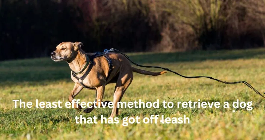 What is the least effective method to retrieve a dog that has got off leash