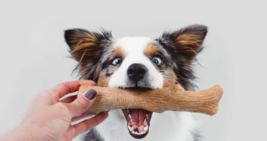 What should I do if my dog swallowed a rawhide