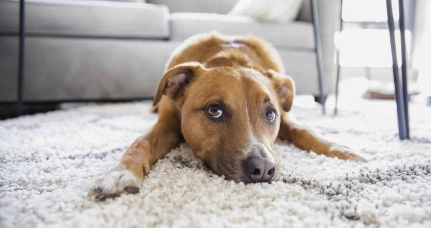 What to Do When Your Dog Scratching Carpet