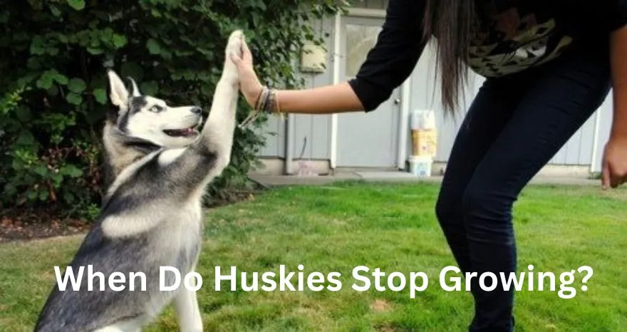 When Do Huskies Stop Growing?