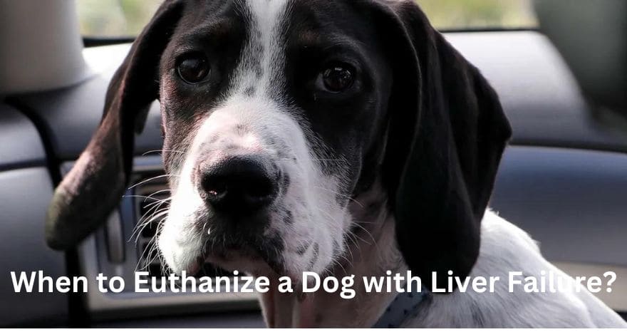 When to Euthanize a Dog with Liver Failure