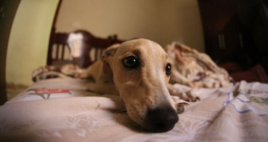 Why Does My Dog Dig The Bed