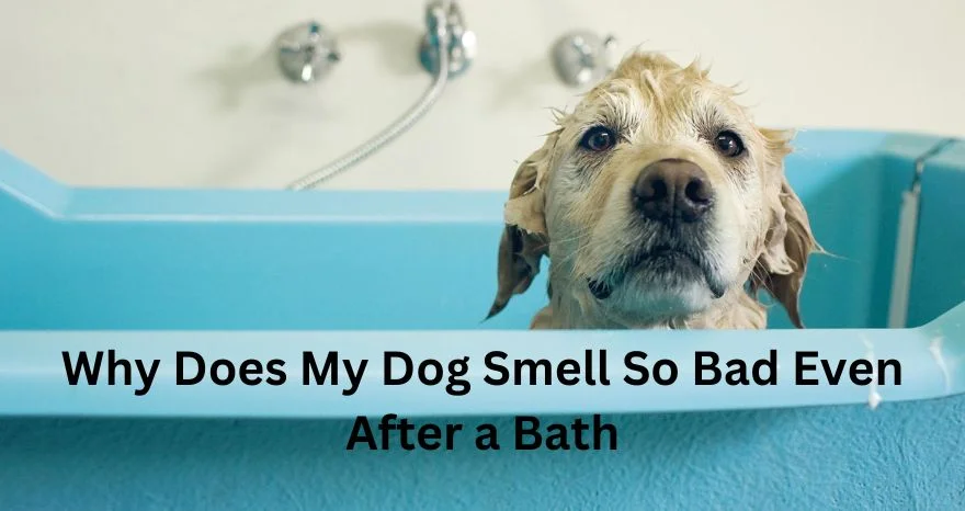 Why Does My Dog Smell So Bad Even After a Bath