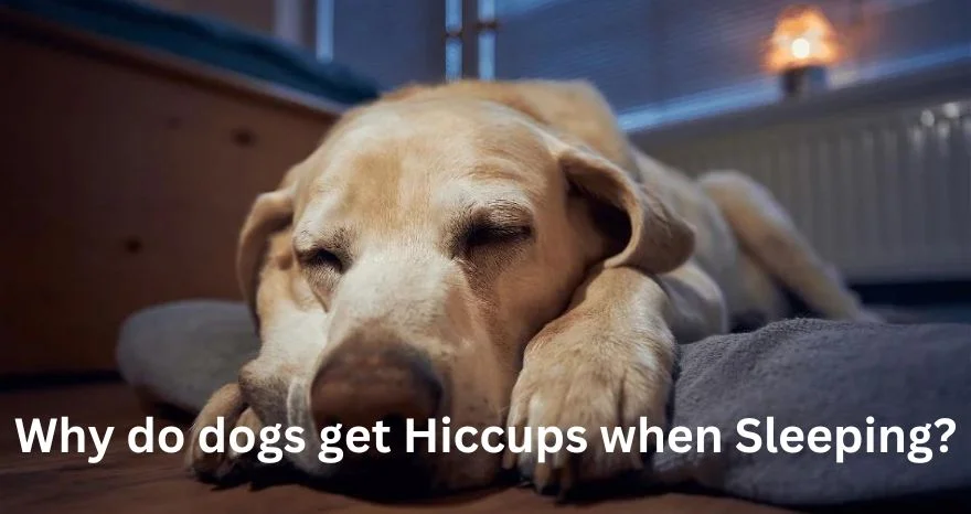 Why do dogs get Hiccups when Sleeping