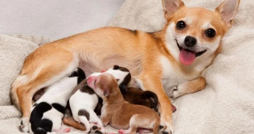 World Record of Chihuahua Litter Size