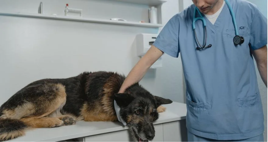 euthanize a dog with osteosarcoma